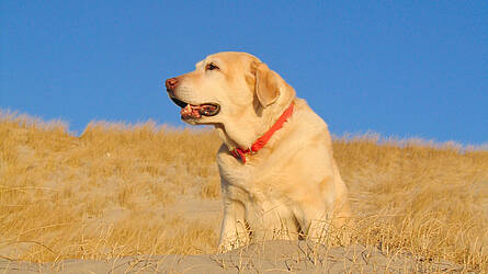 Mit dem Hund am Meer Mit dem Hund am Meer