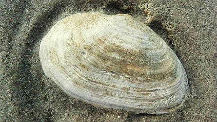 Sandklaffmuschel am Strand in Boltenhagen