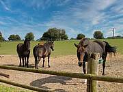 Gut Brook - Pferde