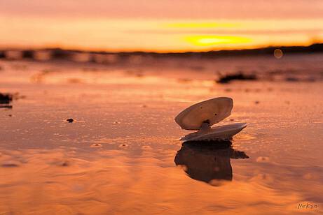 Muschel am Strand in Boltenhagen