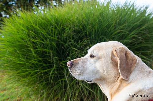 5. Boltenhagener Hundetage