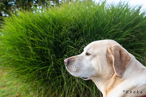 5. Boltenhagener Hundetage