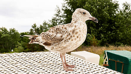 Vögel der Ostseeküste