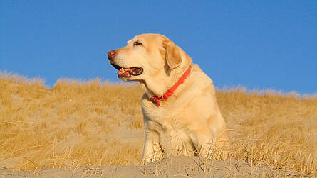 Mit dem Hund am Meer