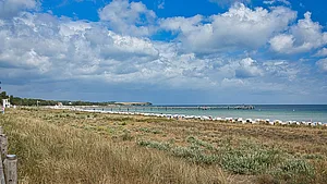 Schlehe, die Dünen-Früchte