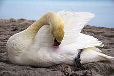 Schwan an der Ostseeküste in Boltenhagen