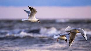 Vogelschutzinsel Langenwerder