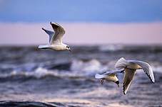 Vögel an der Ostseeküste in Boltenhagen