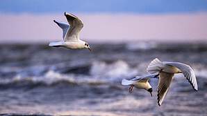 Vogelschutzinsel Langenwerder