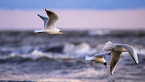 Vogelschutzinsel Langenwerder