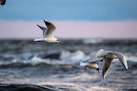 Möwen an der Ostsee im Ostseebad Boltenhagen