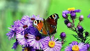 Schmetterlingspark Klütz