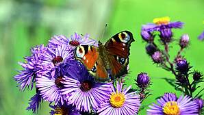 Schmetterlingspark Klütz