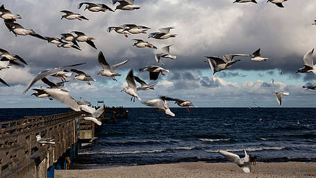 Vögel der Ostseeküste in Boltenhagen