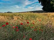Gut Brook - Mohn