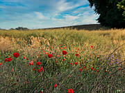 Gut Brook - Mohn