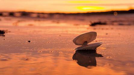 Muscheln finden in Boltenhagen