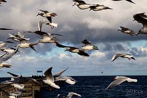 Mit dem Deutschlandticket zum Ostseestrand" auf Seite "Deutschlandticket nach Boltenhagen