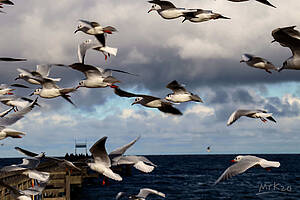 Mit dem Deutschlandticket zum Ostseestrand" auf Seite "Deutschlandticket nach Boltenhagen