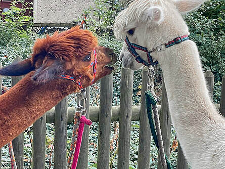 Alpakaführungen in Boltenhagen