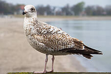 Vogel an der Ostseeküste in Boltenhagen