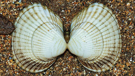 Herzmuschel am Strand von Boltenhagen